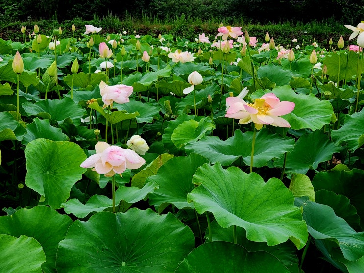  경주 7월 가볼만한곳 연꽃 피는시기 동궁과 월지 연꽃단지