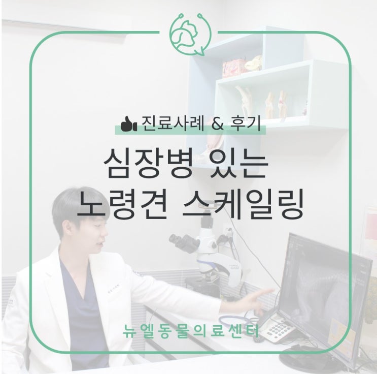  나이도 많고 기저질환도 있는 우리 강아지... 마취해도 안전할까? 심장병 있는 노령견 스케일링 치료/후기