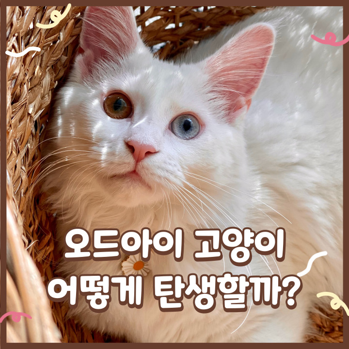 오드아이 고양이 어떻게 탄생할까? 성격 수명 유전병