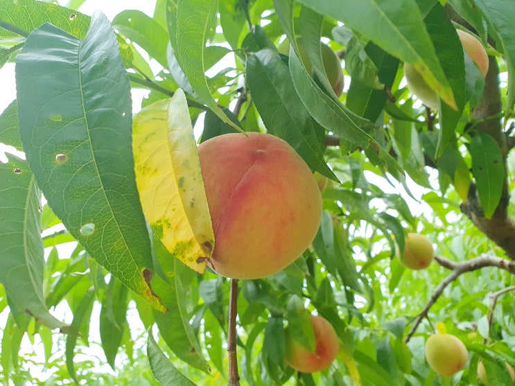  맛 좋은 딱딱한 백도복숭아 7월 6일 수확 예정 [세종 조치원 복숭아 과수원 - 고개 농원]
