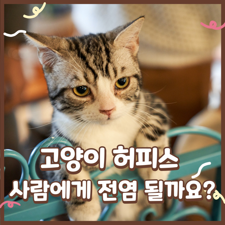  고양이 허피스 사람에게 전염 될까요?