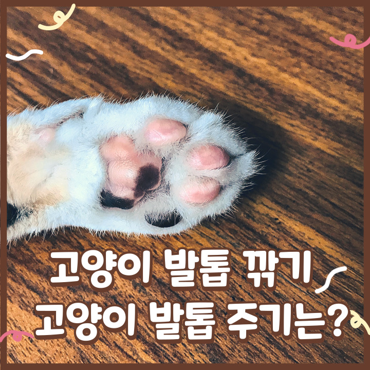  고양이 발톱 깎기 및 고양이 발톱 주기는?
