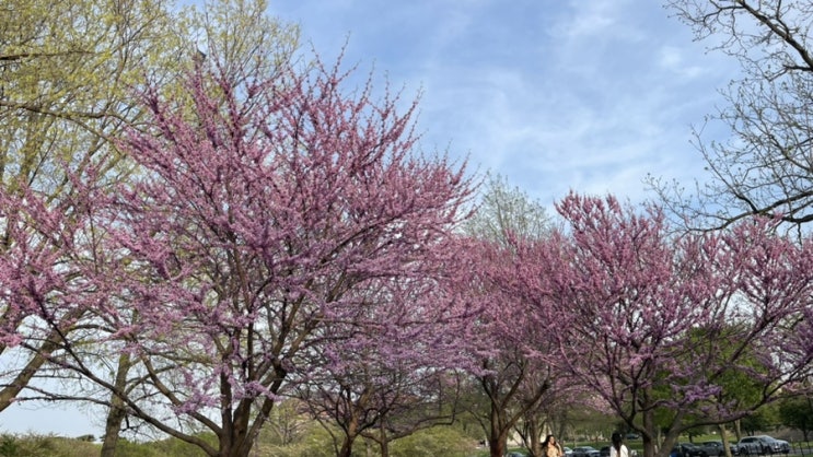 의도치 않았던 태교여행, 워싱턴 4박 5일 벚꽃 없는 벚꽃 축제