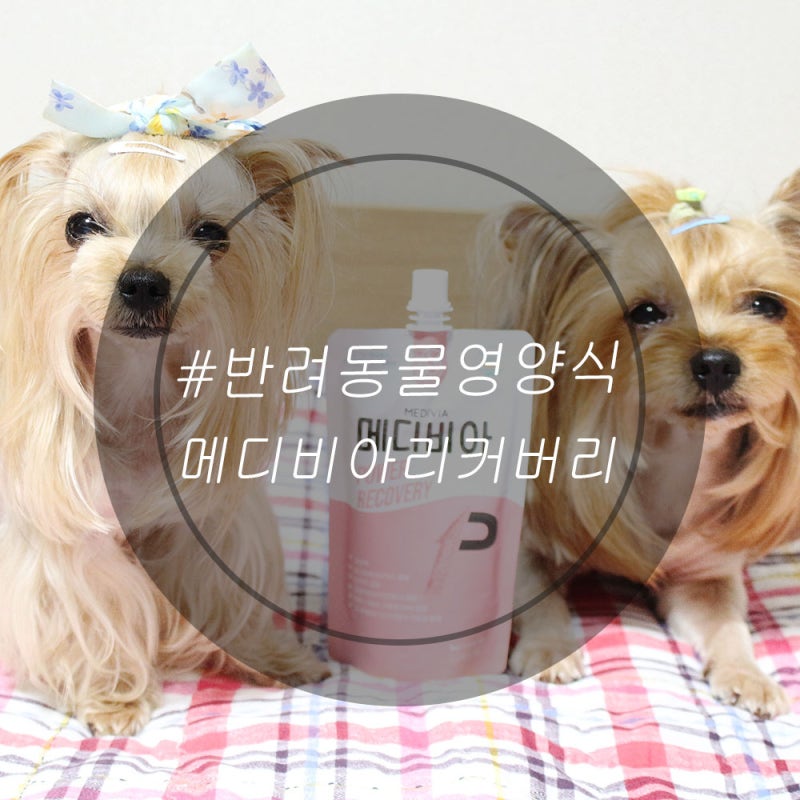반려동물영양식 메디비아리커버리 기력회복해요!