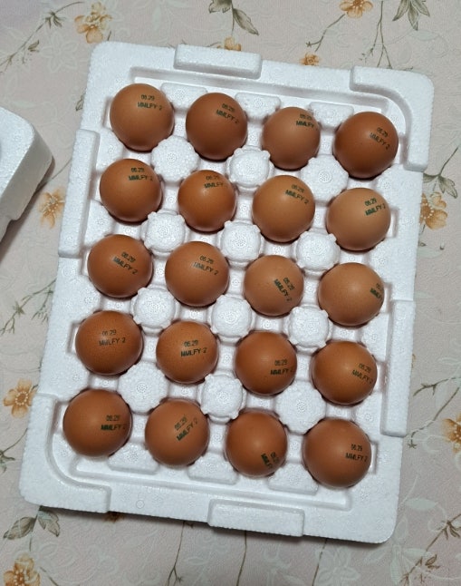 무항생제 유정란 :: 농업회사법인 양계장 청년 주식회사(산지 직송 자유 방목 계란)