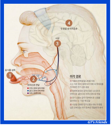 혀(미각)의 구조와 기능, 미각정보(맛)의 뇌로의 전달 과정 : 네이버 블로그
