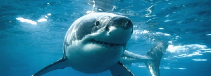 백상아리에 대한 편견, 사실 사람에게 관심이 없는 상어 종류
