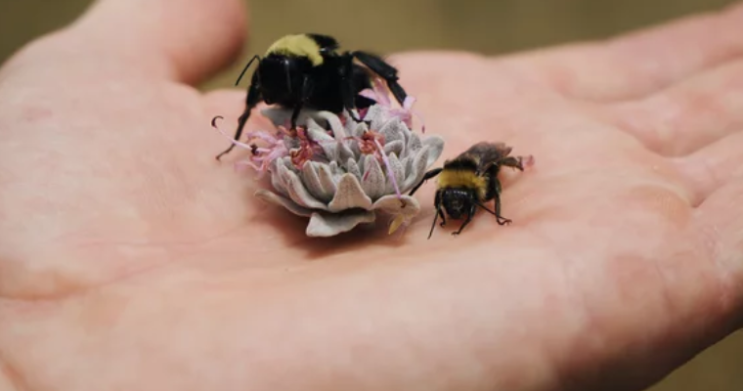 그물, 냉각기 및 용기: 자원봉사자인 꿀벌 보호론자의 하루