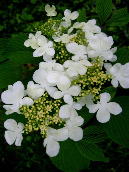  백당나무(Viburnum sargen) 관리 방법
