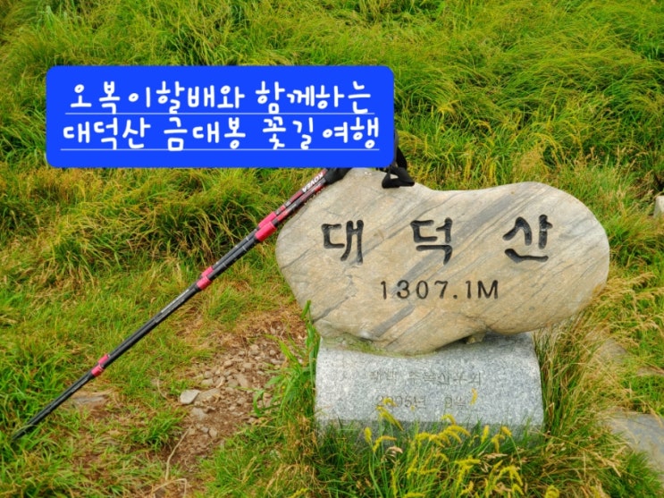  태백 여행 오복이할배와 떠나는 태백 가볼만한곳 검룡산~대덕산~금대봉~창죽령 야생화탐방 산길여행