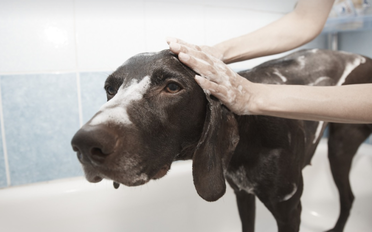 목욕하기 싫어하는 강아지 목욕시키는 방법
