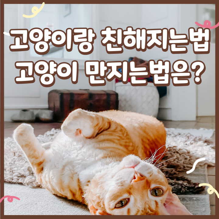  고양이랑 친해지는 법, 고양이 만지는 법은?