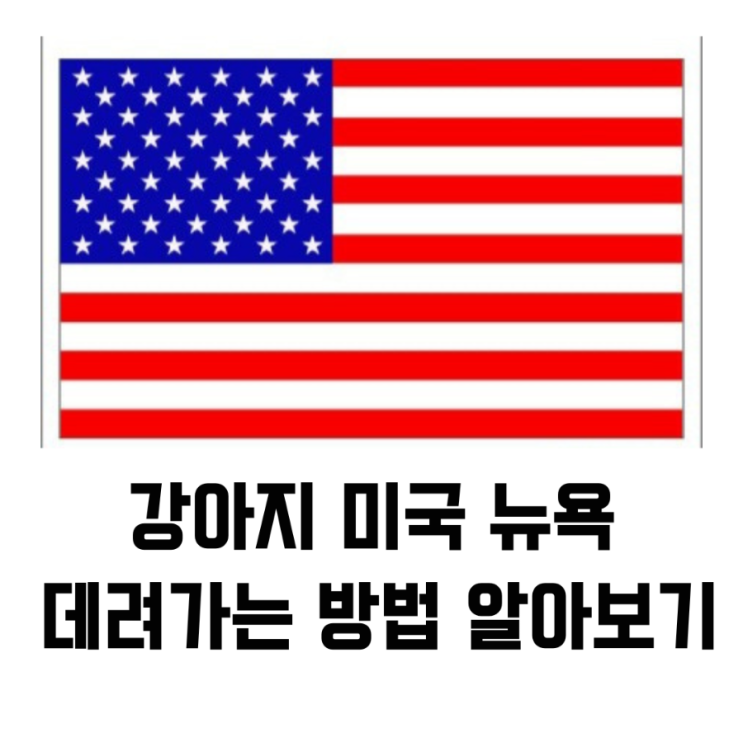  강아지 미국 뉴욕 데려가는 방법 알아보기 (절차,서류)