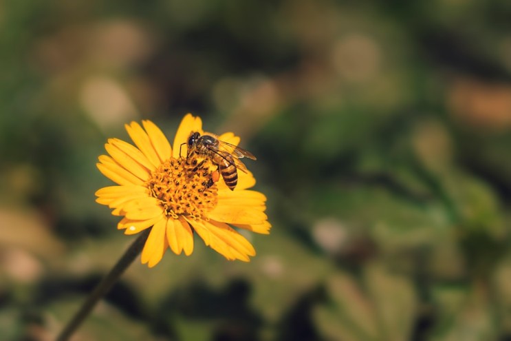 꿀벌의 예언과 멸종