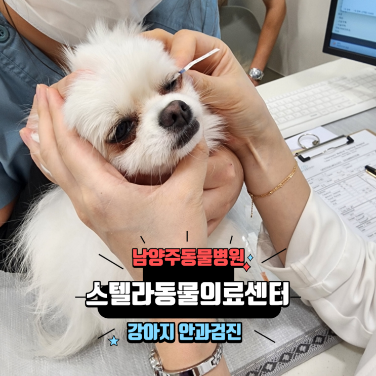  남양주 동물병원 스텔라동물의료센터 강아지 눈물자국 안과 정밀검진 후기
