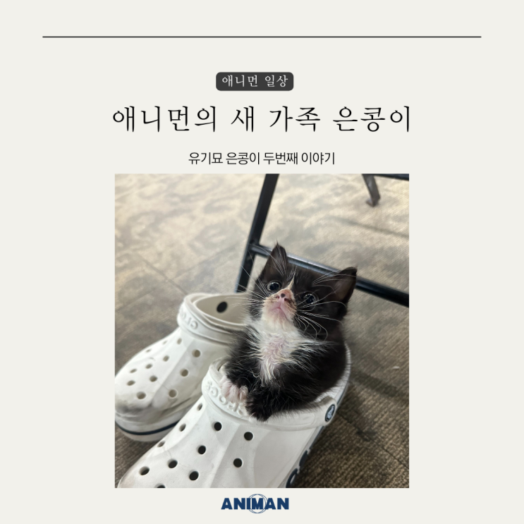  아기고양이 은콩이 두번째 이야기 / 새끼 유기묘 임시보호