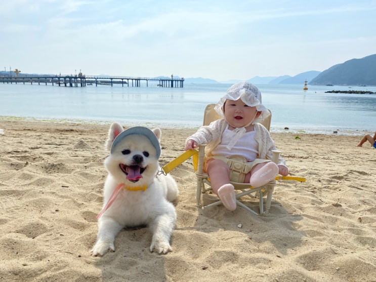  경남 거제 애견동반 물놀이 ?!! 반려견과 수영이 가능한 댕수욕장 ‘명사 해수욕장’