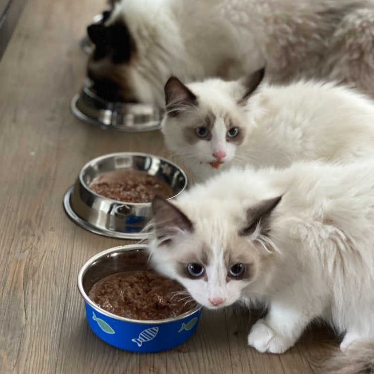  고양이 알러지 원인 해결 사료 연구결과
