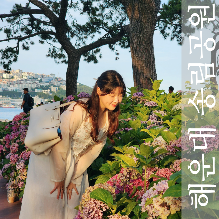  부산 해운대 송림공원 수국 개화현황 with 버스킹 & 노을