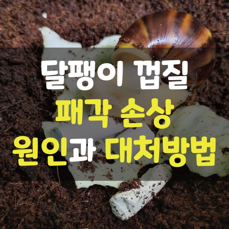  달팽이 패각, 껍질이 금 가거나 깨지는 이유! 어떻게 해야 하나요?