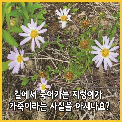  길에서 죽어가는 지렁이가 가축이라는 사실을 아시나요?