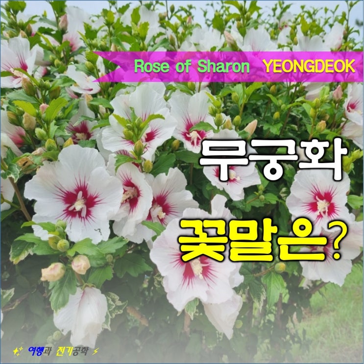  영덕 삼사해상공원 경북대종 무궁화 꽃말!!