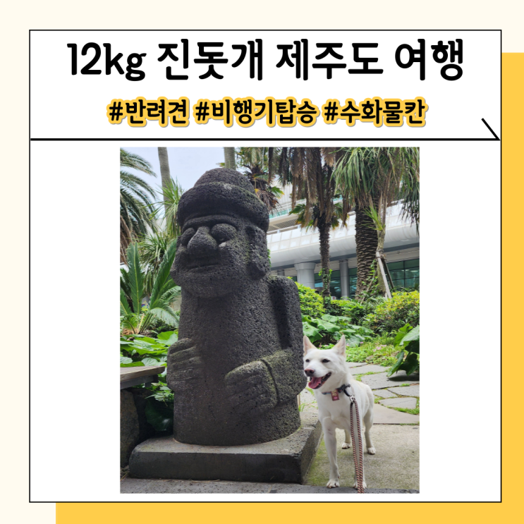 제주도 애견동반 비행기 탑승 수화물칸 걱정 마세요 제주도 애견동반 비행기 탑승 수화물칸 걱정 마세요