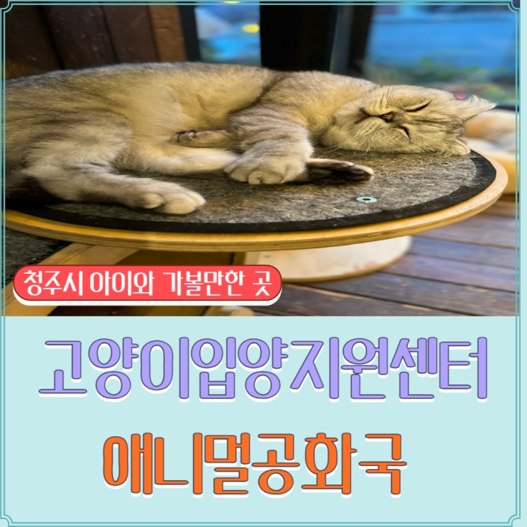 청주 까페 추천) 고양이입양지원센터 애니멀공화국