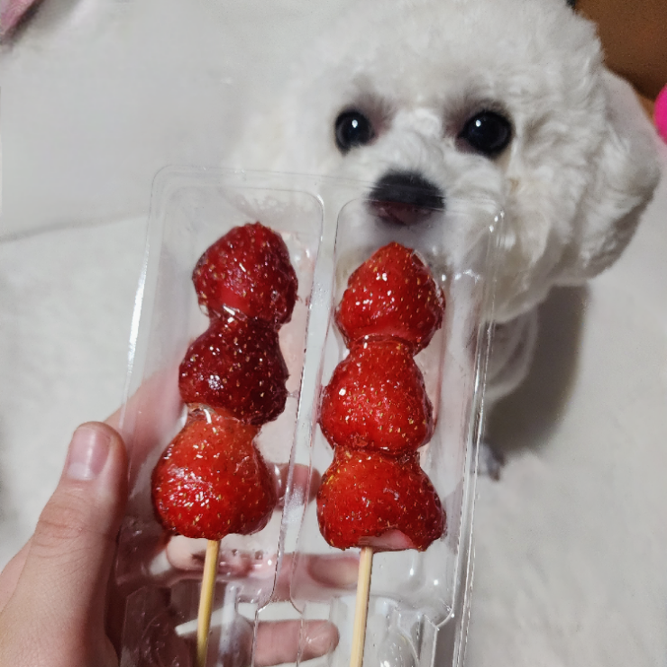  모든 신상 탕후루 후기! 왕가탕후루 파인애플탕후루, 무인아이스크림점 아이스 탕후루 후기!