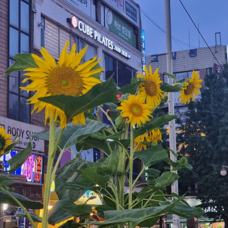  일상 (병원, 홍콩반점, 당구장...)