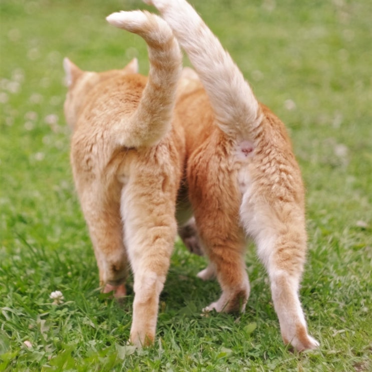  고양이 꼬리 부르르 언어 기분 알기