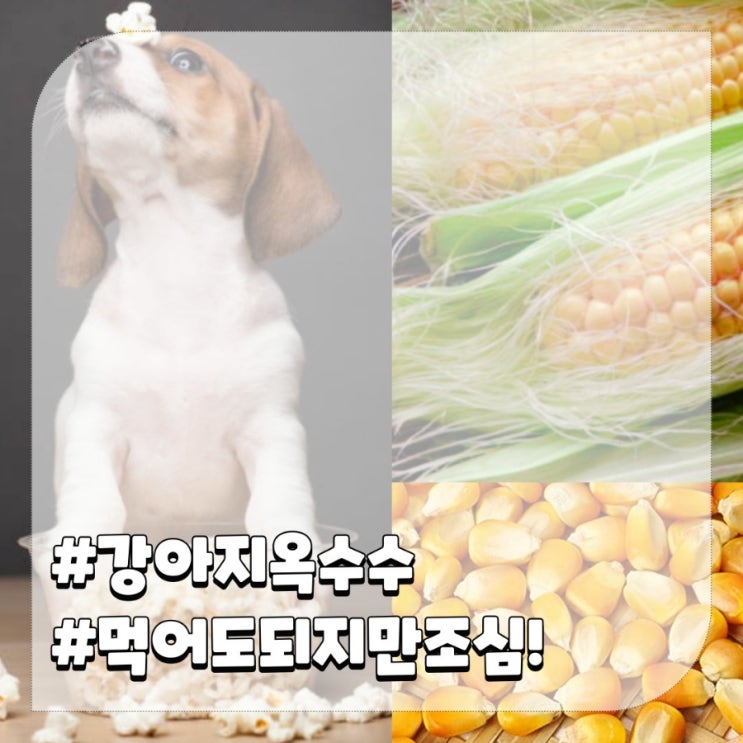  강아지 옥수수 급여시 주의할 점