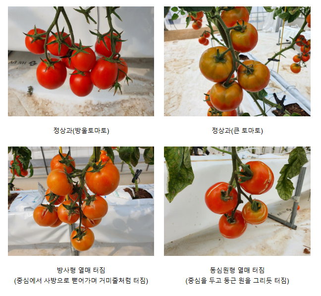 토마토 열매 터짐, 환경 관리·품종으로 예방 토마토 열매 터짐, 환경 관리·품종으로 예방