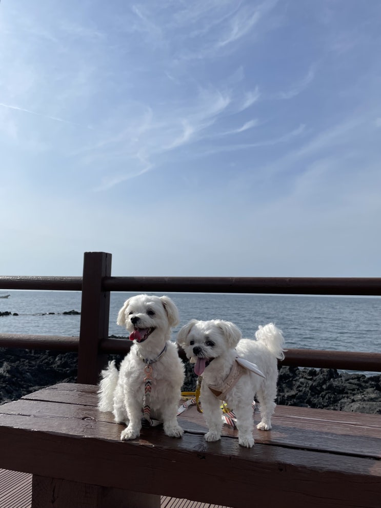  사랑둥이 뿌띠&에꼬~