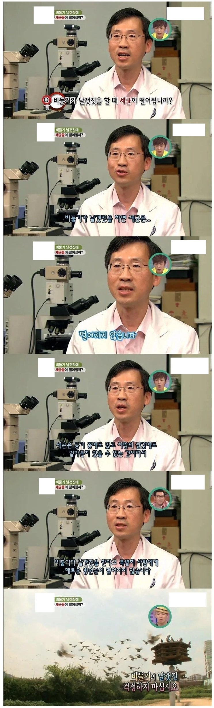  평화의 상징 비둘기 날갯짓에 대해 한국인들이 잘못 알고 있는 오해의 진실