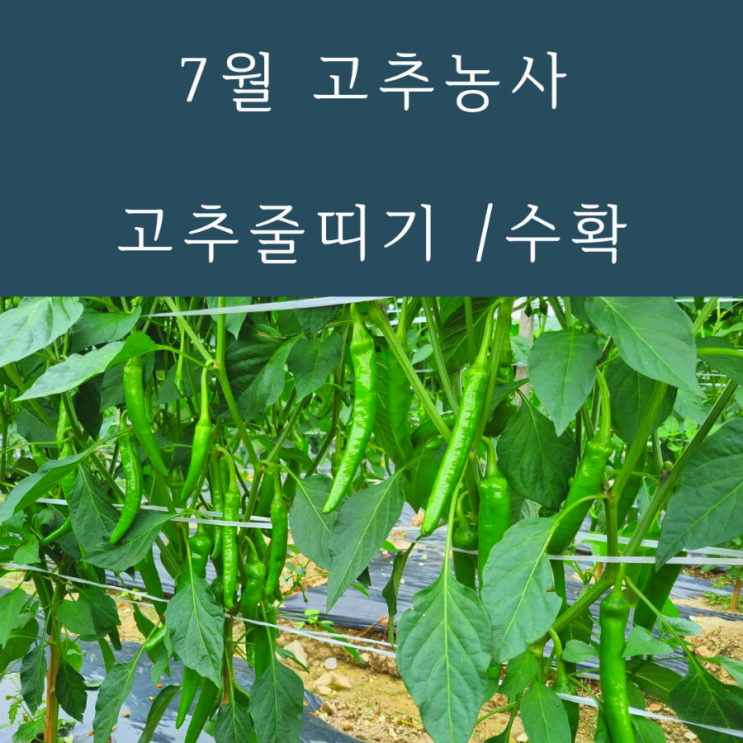  가지고추 꽈리고추 수확 고추밭유인줄작업 줄띠기