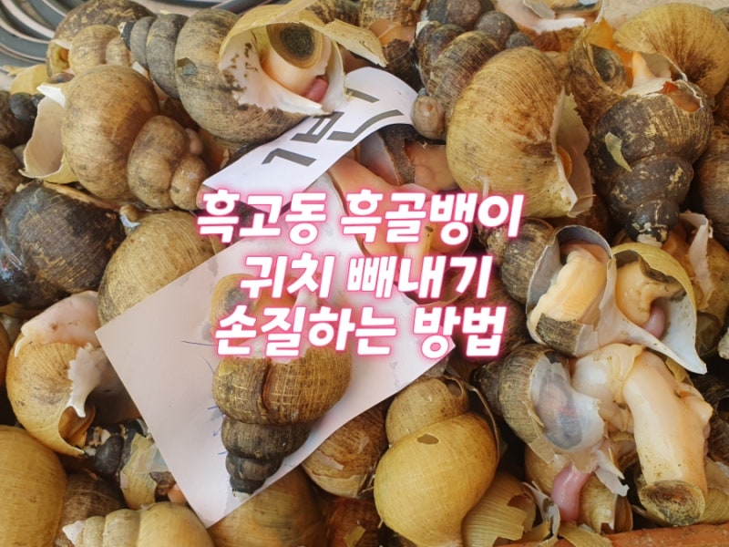 흑고동 흑골뱅이 손질하는 방법