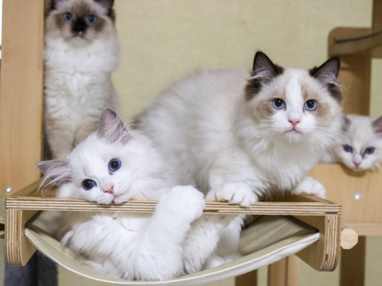 랙돌캐터리 3개월차 블루바이 렉돌 고양이 4형제 분양정보 성격 특징