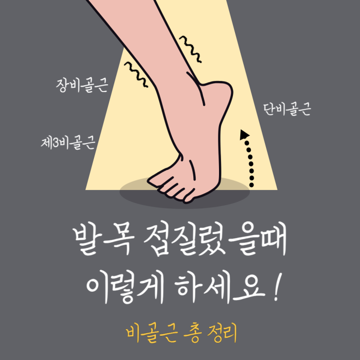  발목 접질렀을때 발목 통증 일으키는 근육 : 비골근(장비골근, 단비골근, 제3비골근)