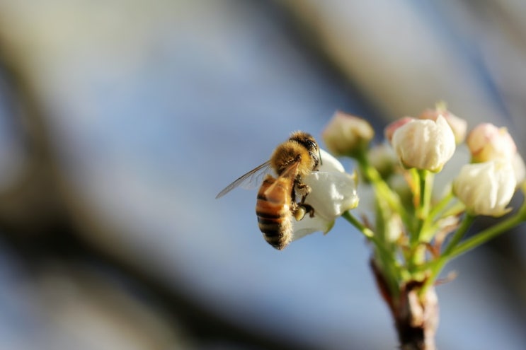  NPR news 보며 영어 공부, farmers would go bust without honeybees