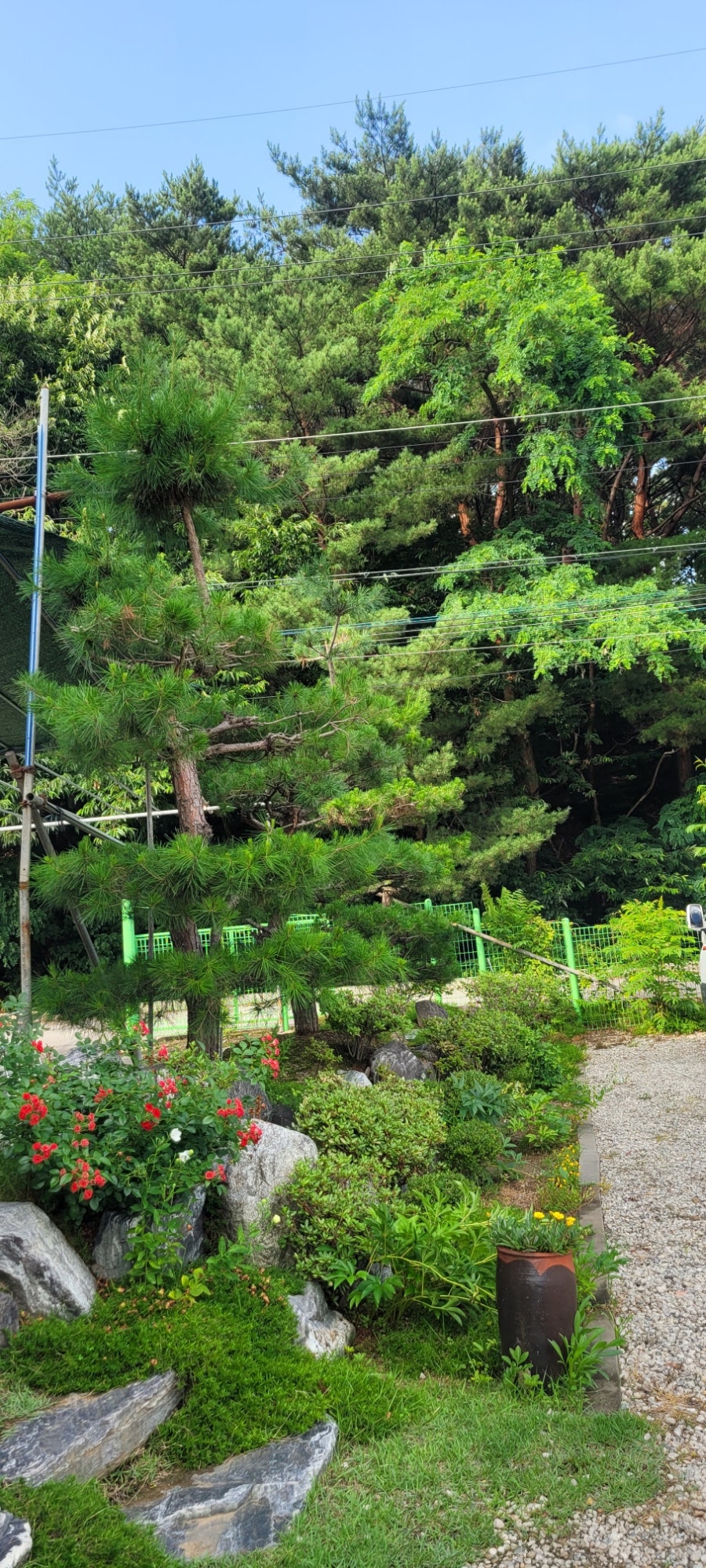 국가대표 영양탕삼계탕 사진 3