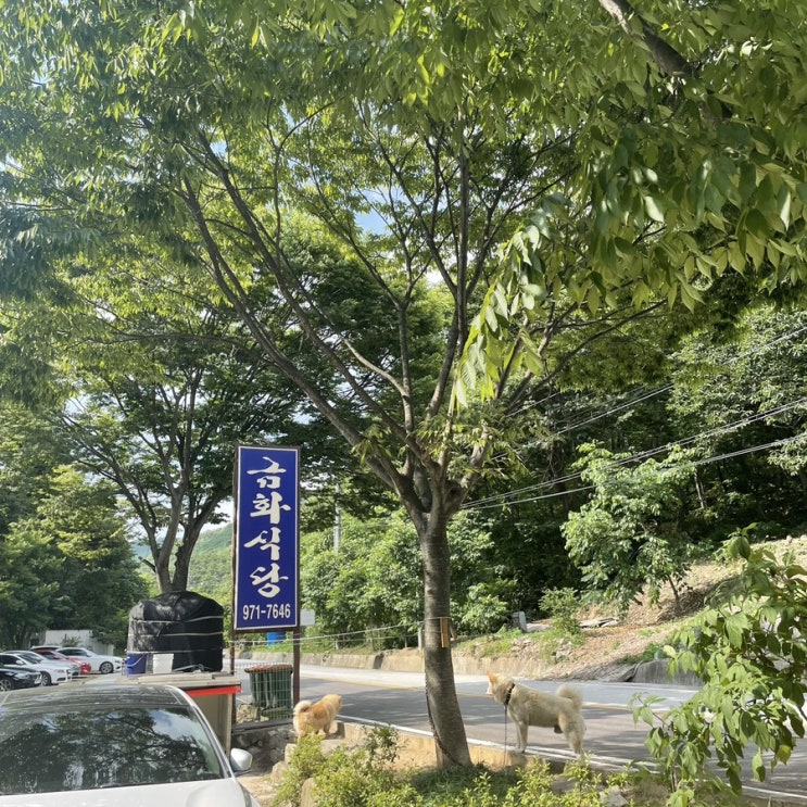  구미 맛집 대구 근교 금화식당 계곡식당 여름백숙 야외평상식당 노상식당 술먹기좋은곳