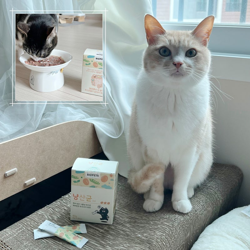 고양이 유산균 추천, 냥산균 장유산균으로 장건강 챙겼어요!