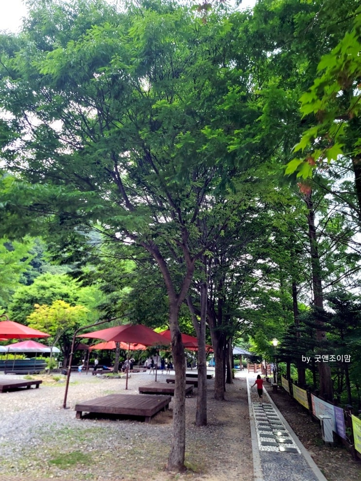 (전국 자연휴양림 옥천 3) 장령산자연휴양림 계곡 야영장 시설 둘러보기 ft. 숲길 맨발걷기 (전국 자연휴양림 옥천 3) 장령산자연휴양림 계곡 야영장 시설 둘러보기 ft. 숲길 맨발걷기