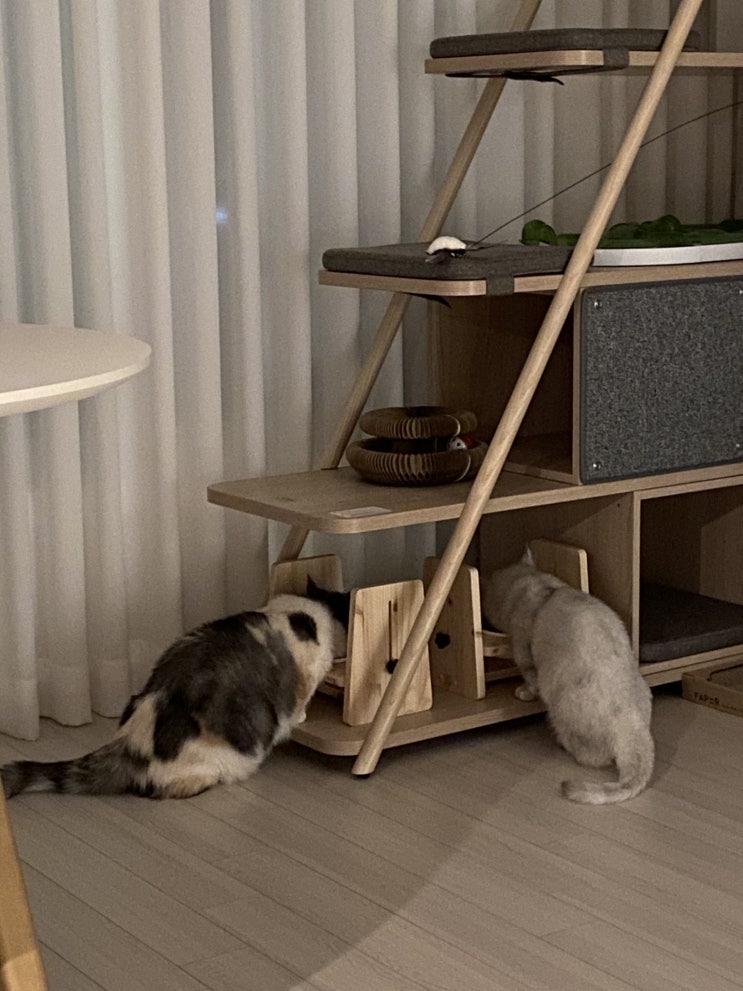 뚠냥이