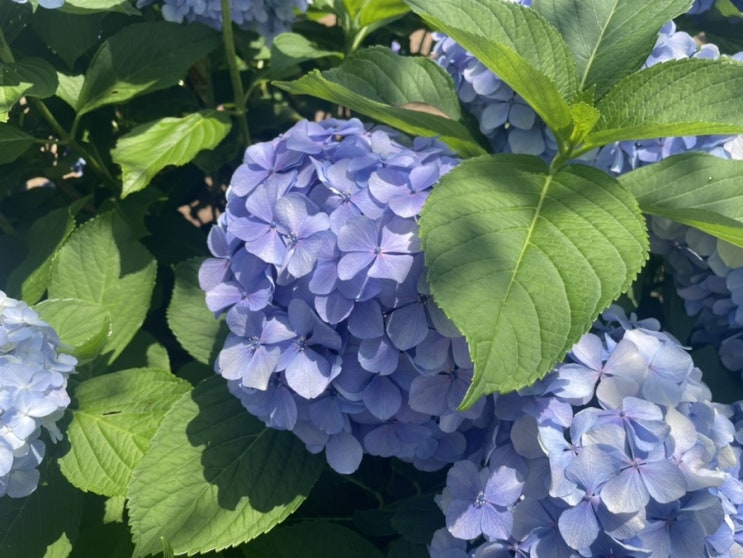  거제 수국 썬트리팜 저구항