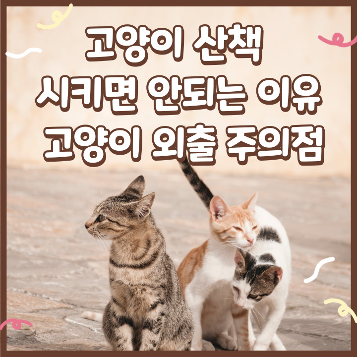  고양이 산책 시키면 안되는 이유, 고양이 외출 주의점