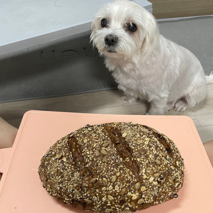 코스트코 무화과 깜빠뉴 보관 오래 맛있게 먹자