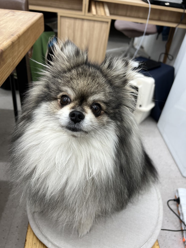  새침 꾸꾸