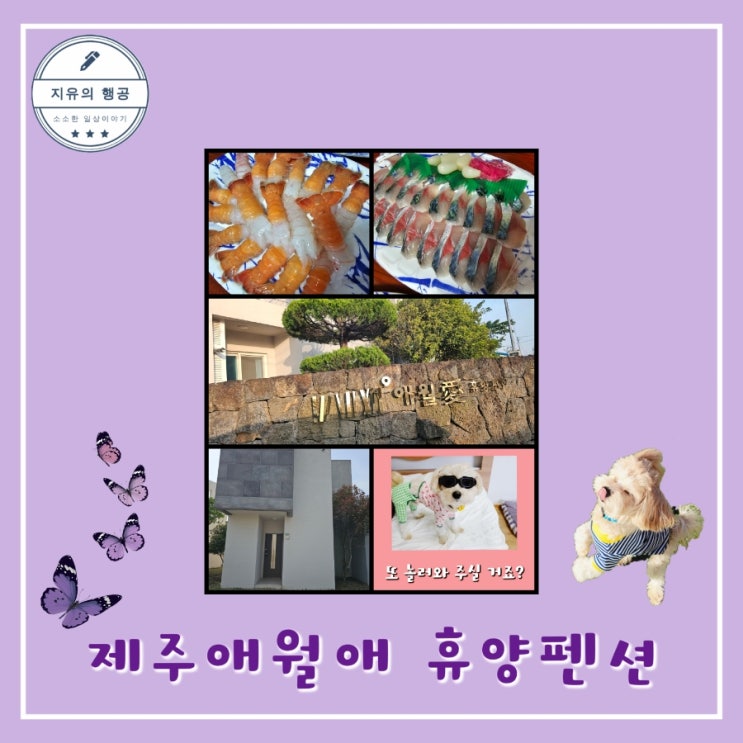  제주 애월애 휴양펜션ㅣ애견 동반 여행 독채 가족 펜션 추천 내돈내산